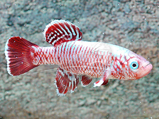 Blue Red Ruhoi Notho pair x 2 (2M 2F)
