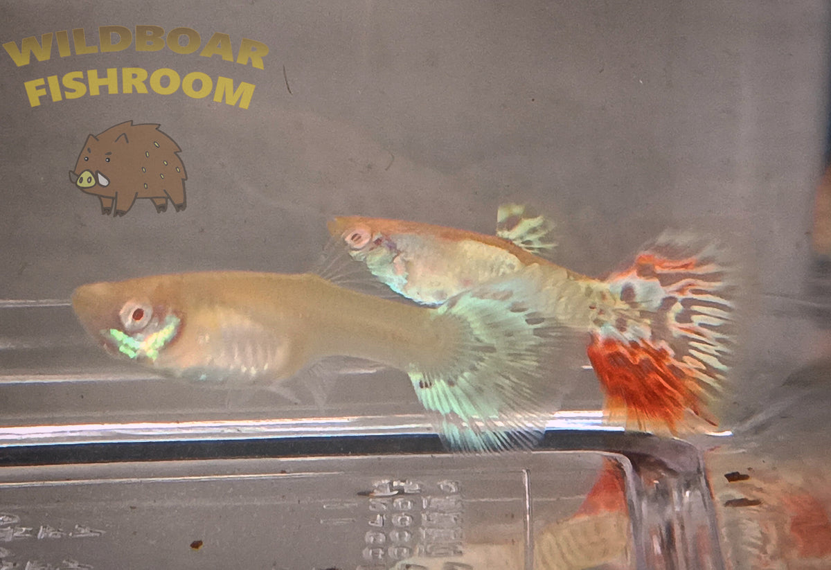 Albino Yellow tiger