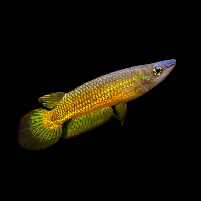 Golden wonder Panchax (Aplocheilus lineatus)