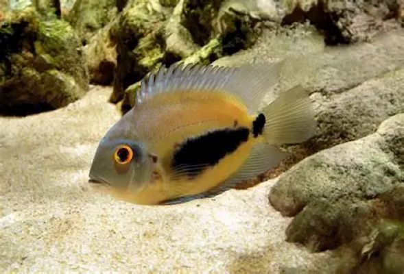 Uaru Cichlid (Uaru amphiacanthoides)