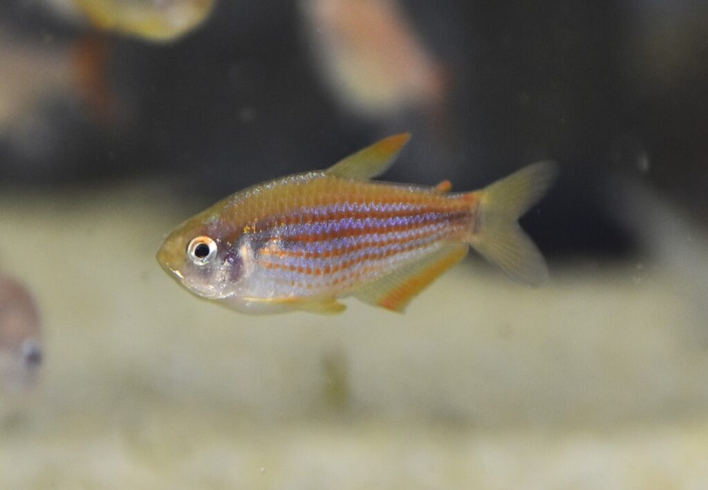 Scratched Inpa Tetra (Inpaichthys parauapiranga)