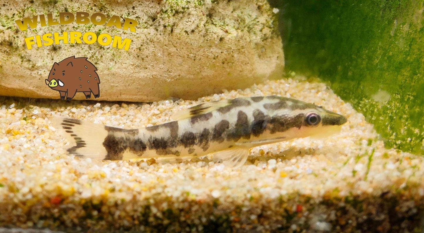 Zebra oto