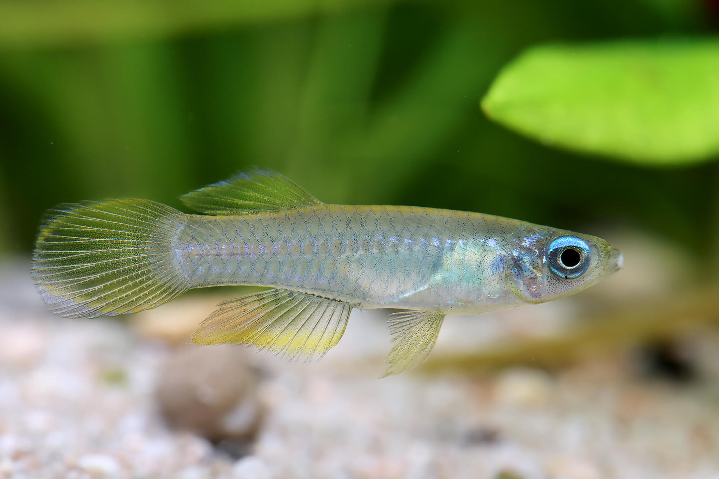 Lampeye Rasbora x 10