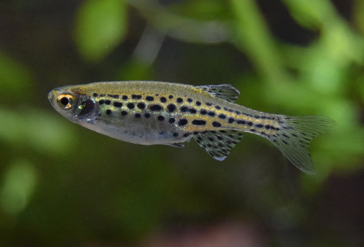 Gold Ring Dario (Danio tinwini) *WILD*