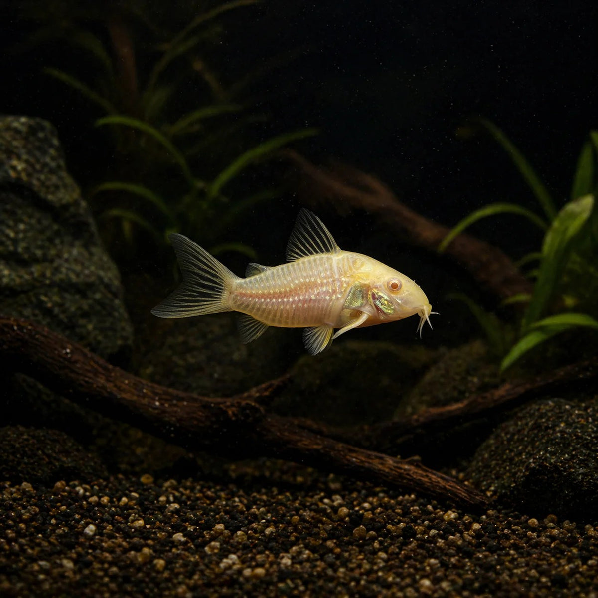 Corydoras Albino Sterbai