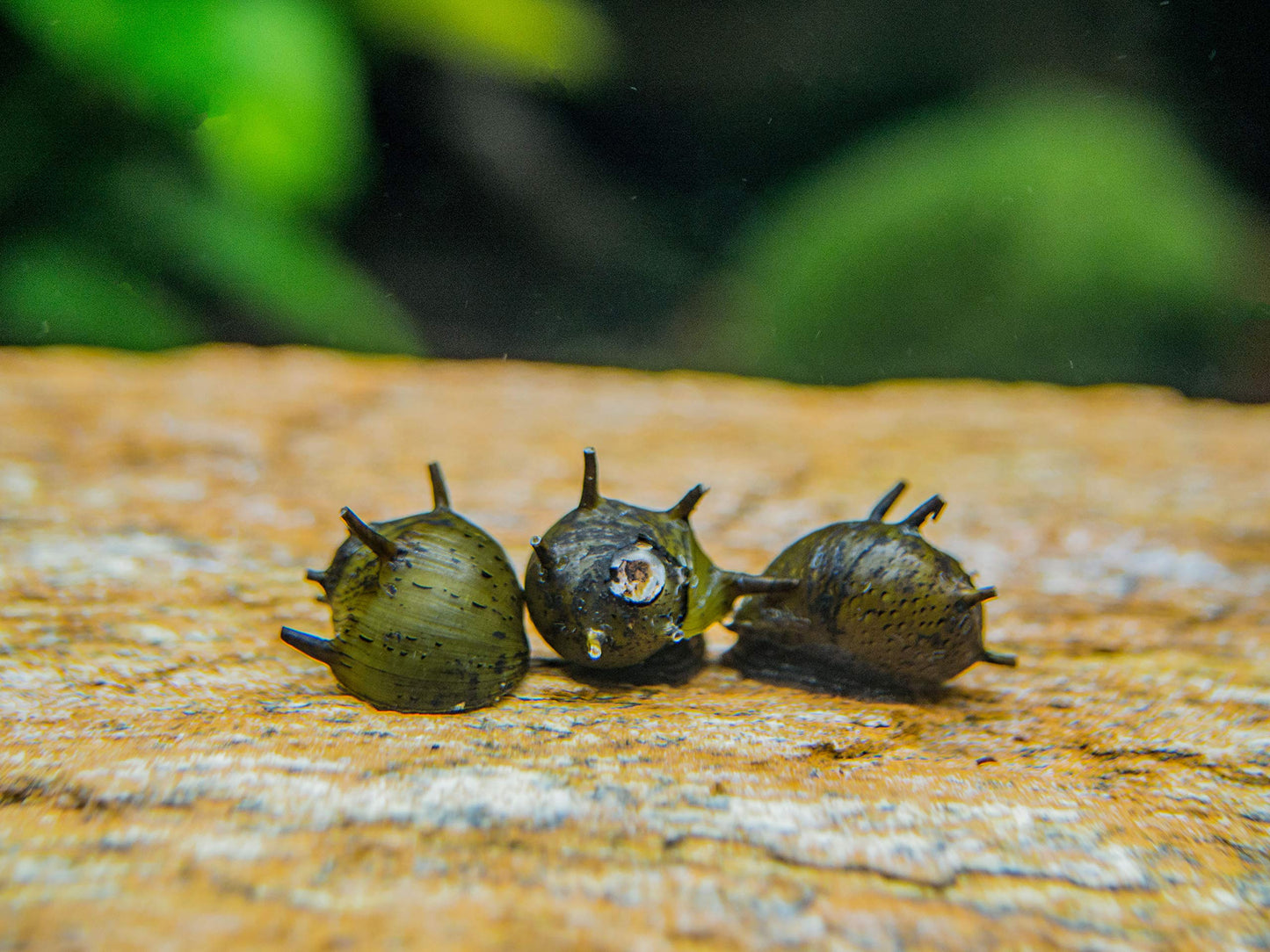 Blue neon Goby x 2 and Horn nerite snail x 2