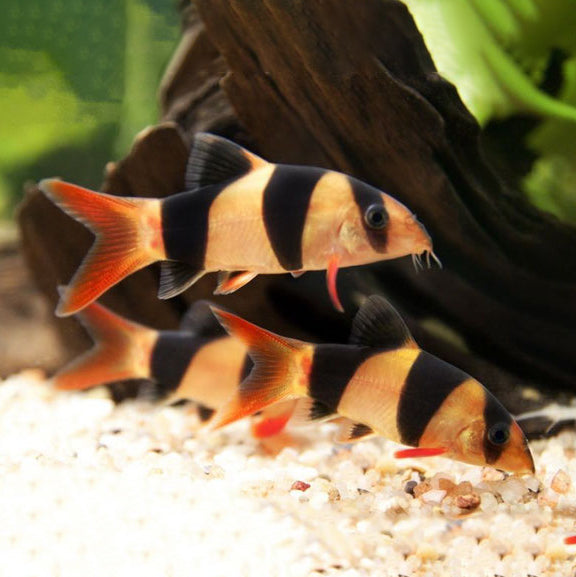 Clown Loach (Chromobotia macracanthus) *WILD*