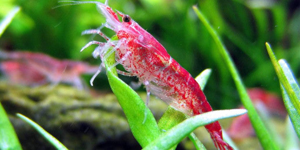 Chili rasbora x 10 and Red cherry shrimps x 3