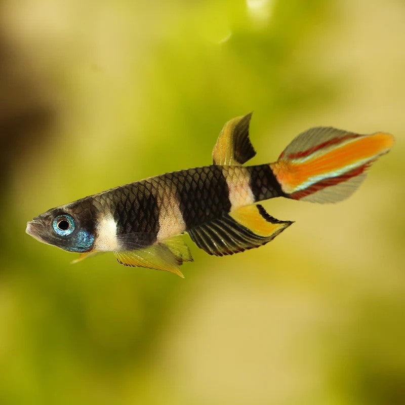 Clown Killifish