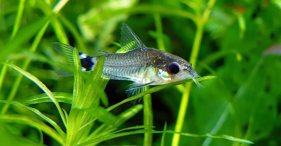 Corydoras Hastatus x 6 (WILD)