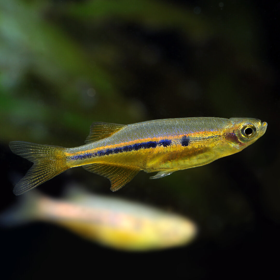 Chela dadio (Neochela dadiburjori)