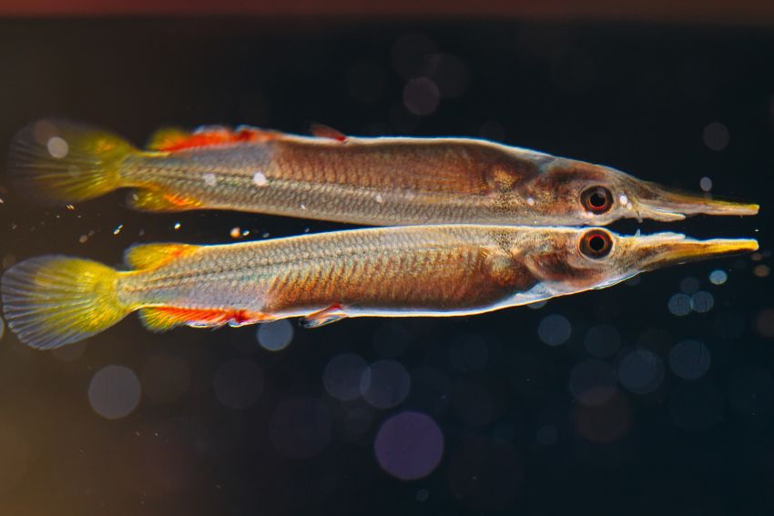 wrestling halfbeak (Dermogenys pusilla) *WILD*