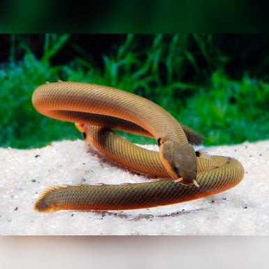 Rope fish (Erpetoichthys calabaricus) * WILD *
