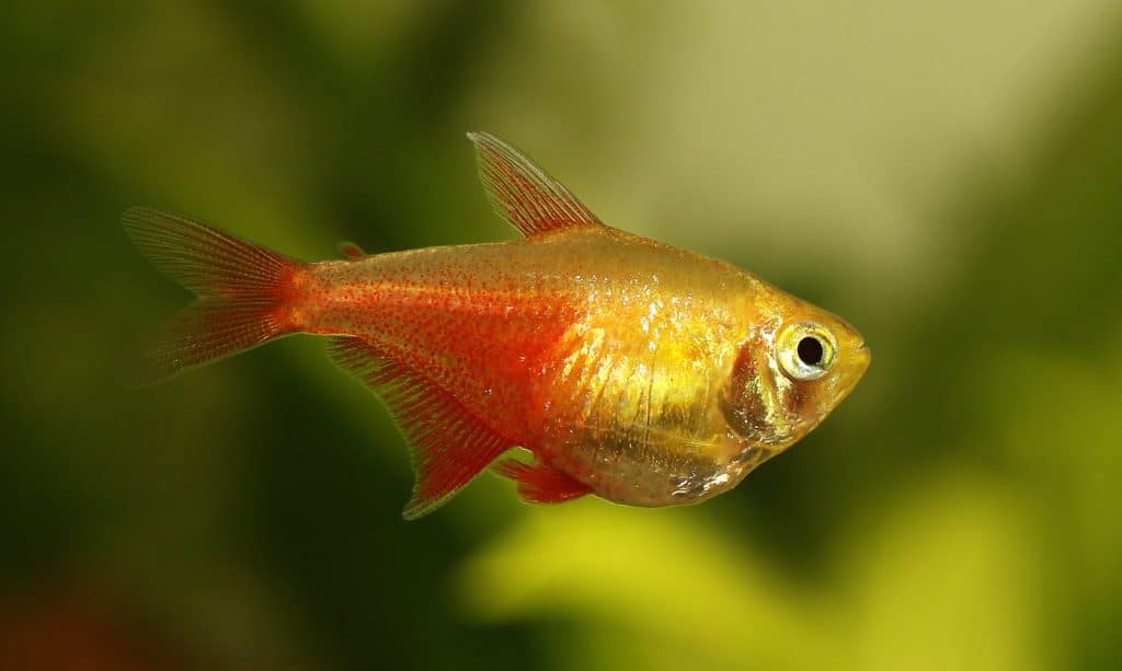 Flame tetra (Hyphessobrycon flammeus)
