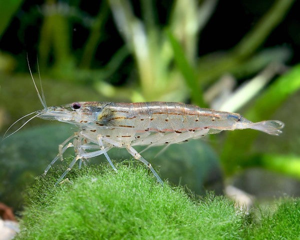 Yamato Shrimps