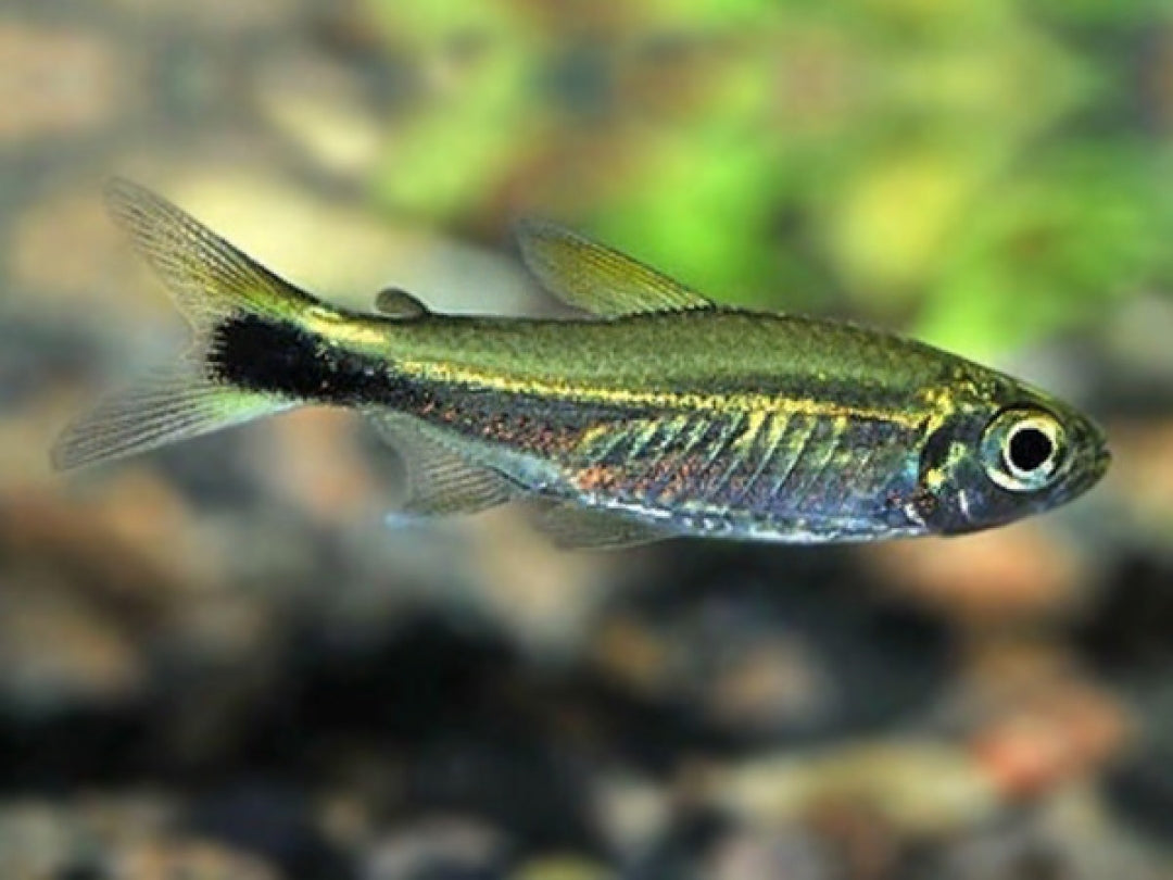 Costello Tetra (Hemigrammus hyanuary) * WILD *