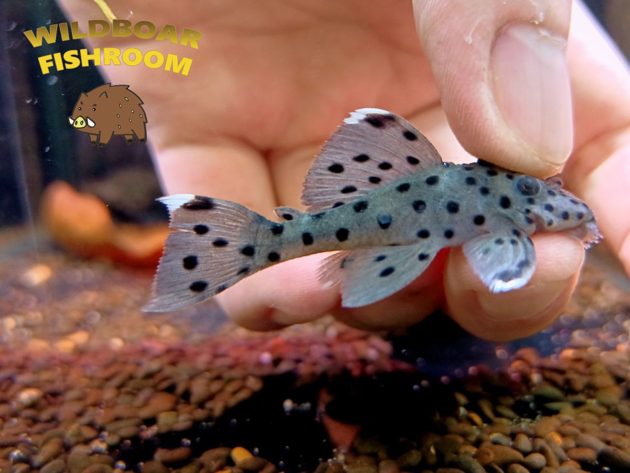 L264 (Sultan pleco)