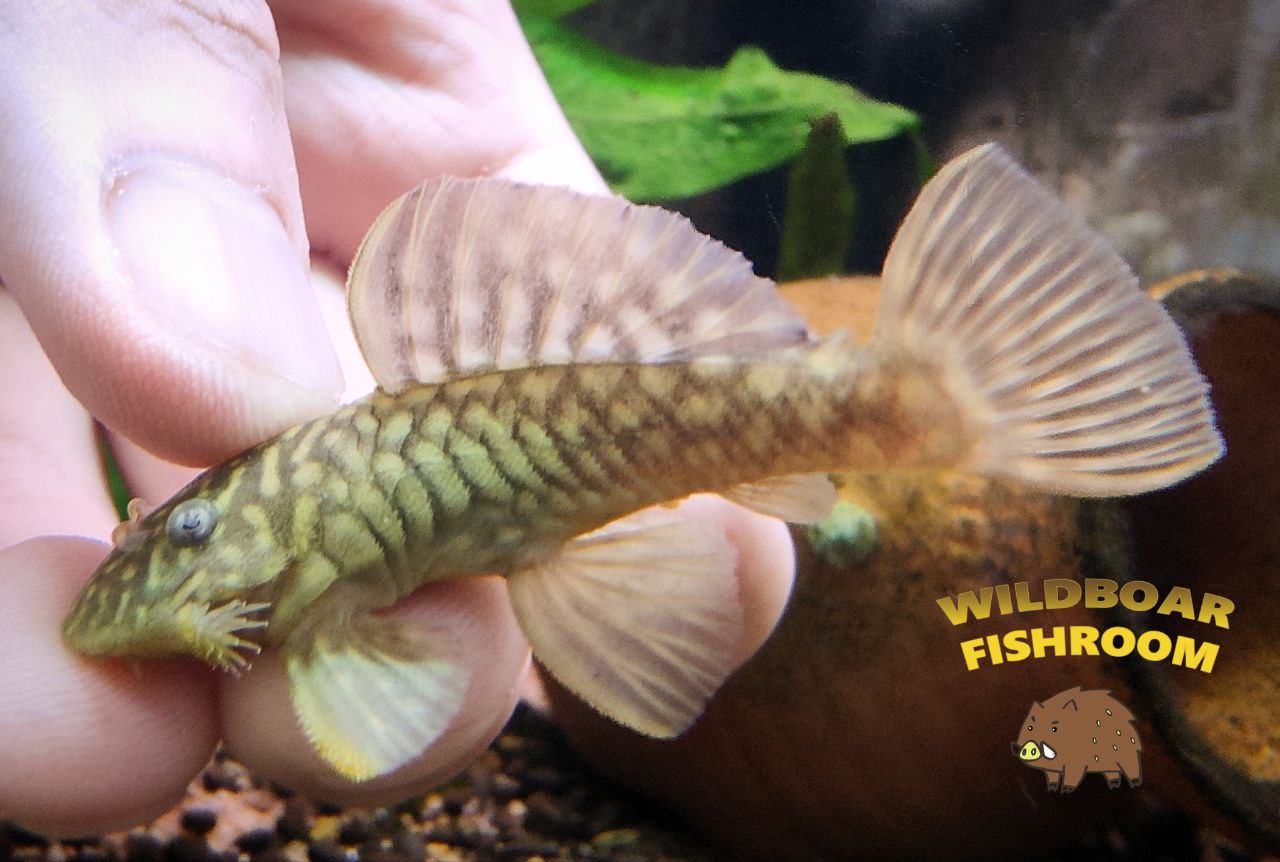 L56 (Chubby pleco)