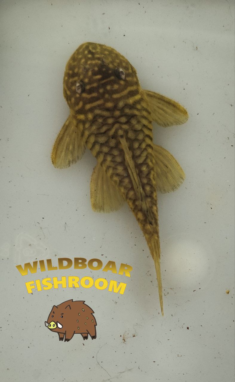 L56 (Chubby pleco)
