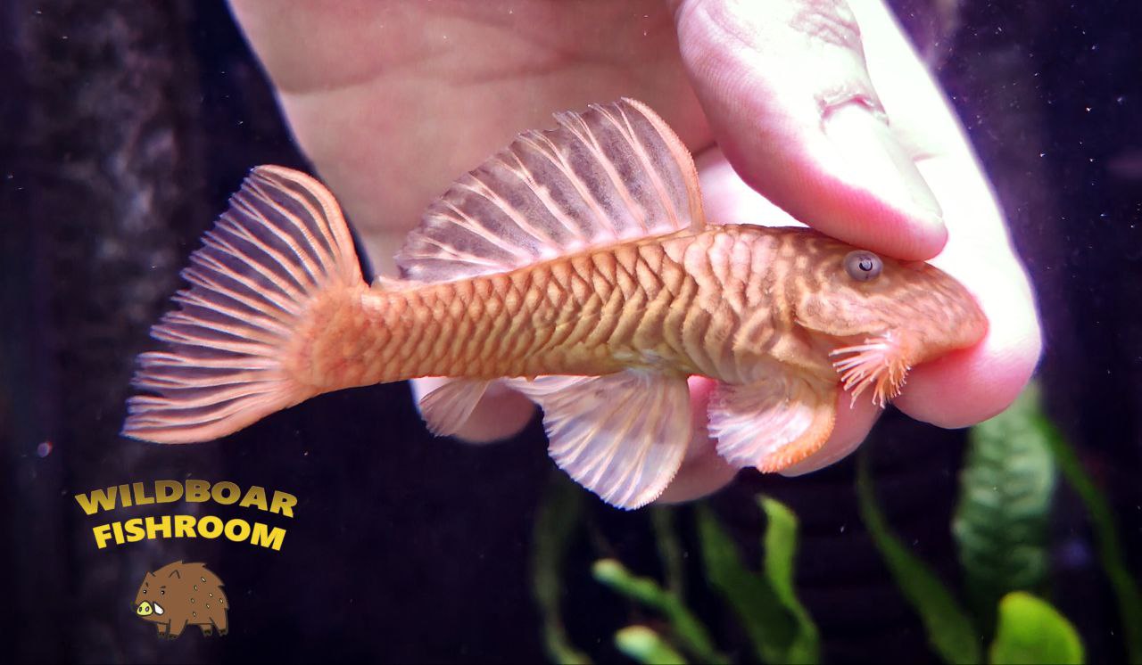 L56 (Chubby pleco)