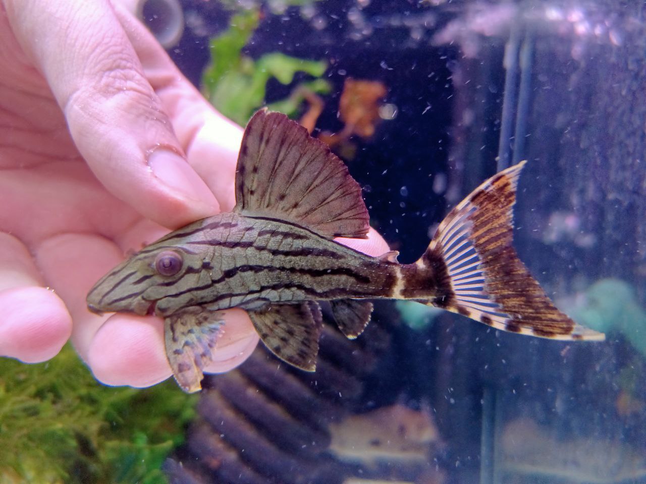 L191 pleco