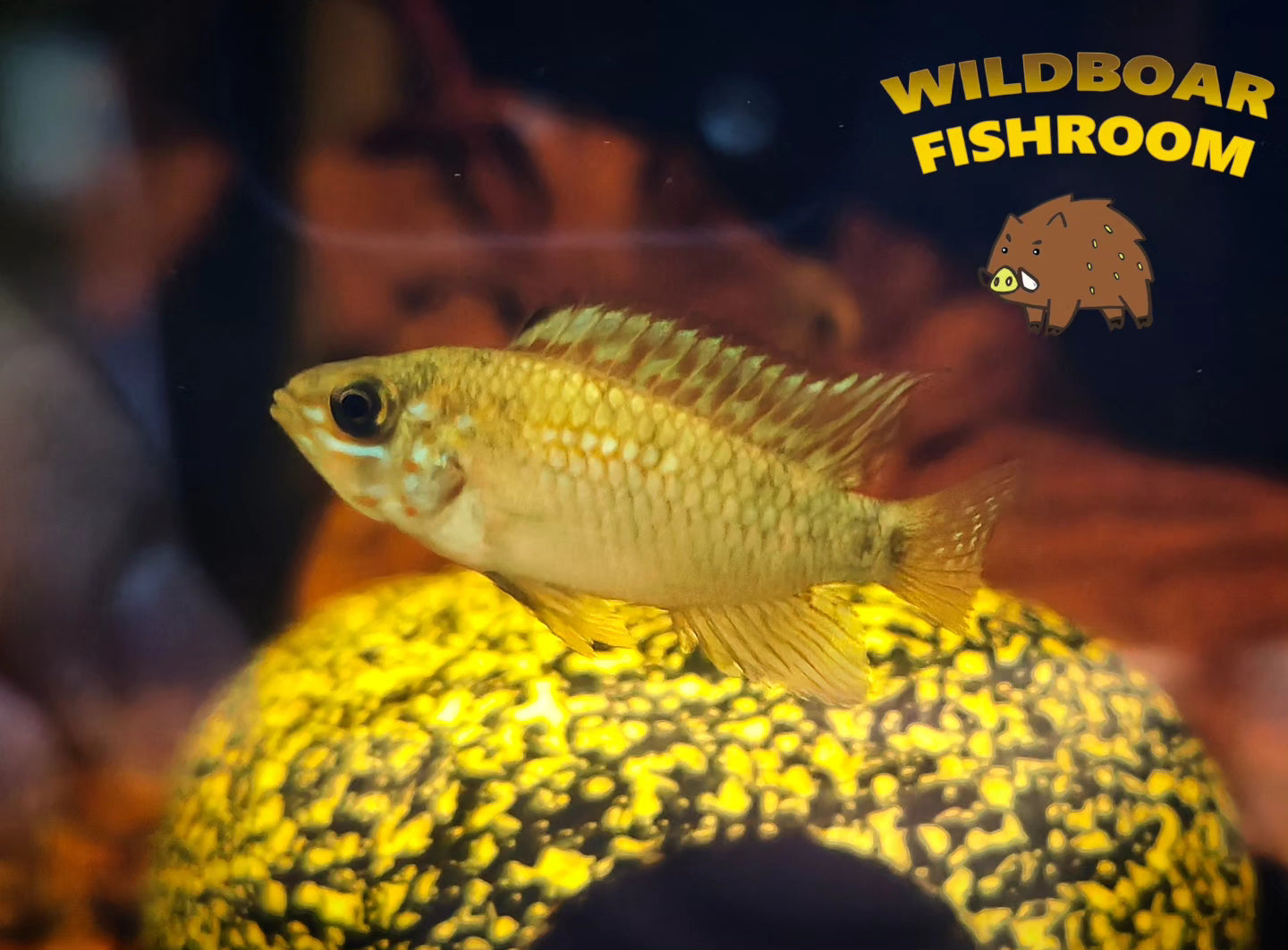 Apistogramma Pebas