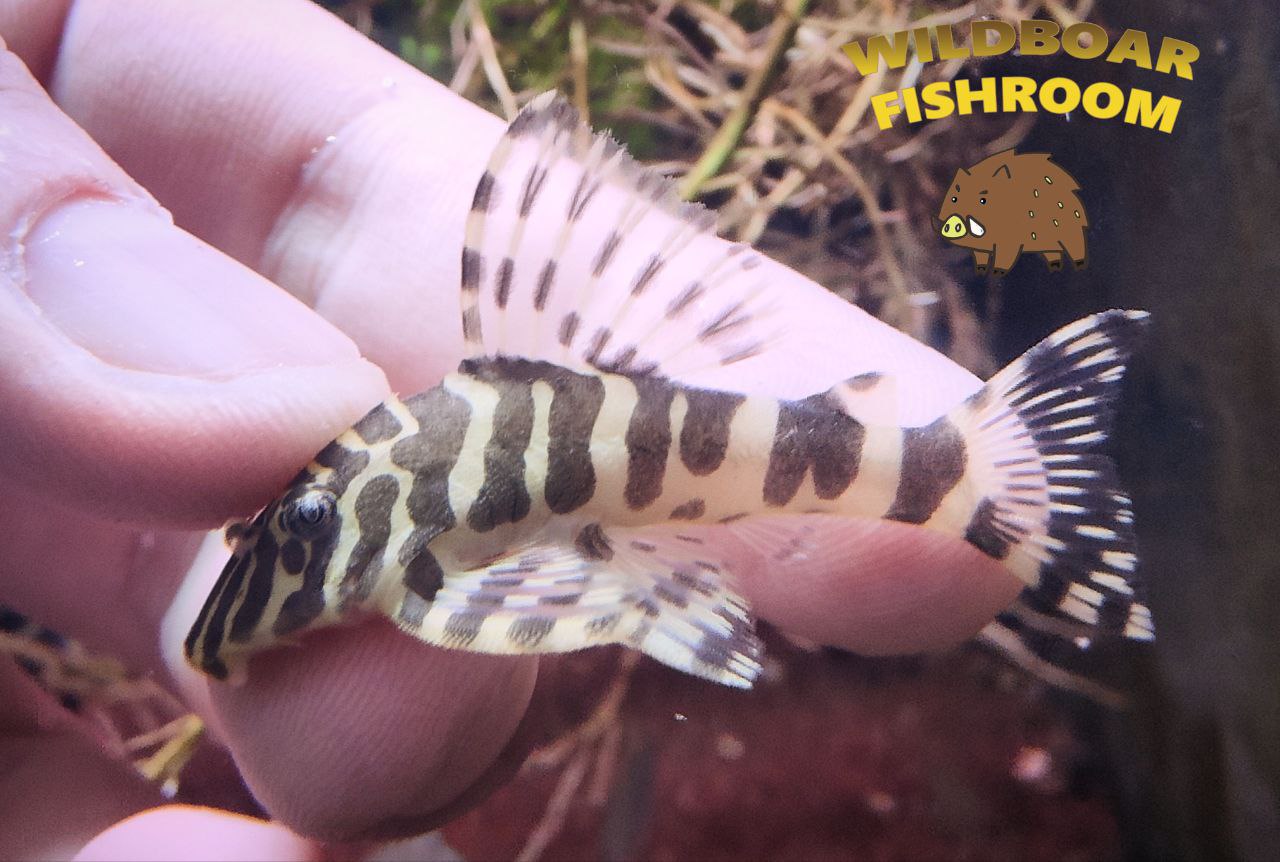 L134 (Leopard Frog pleco)