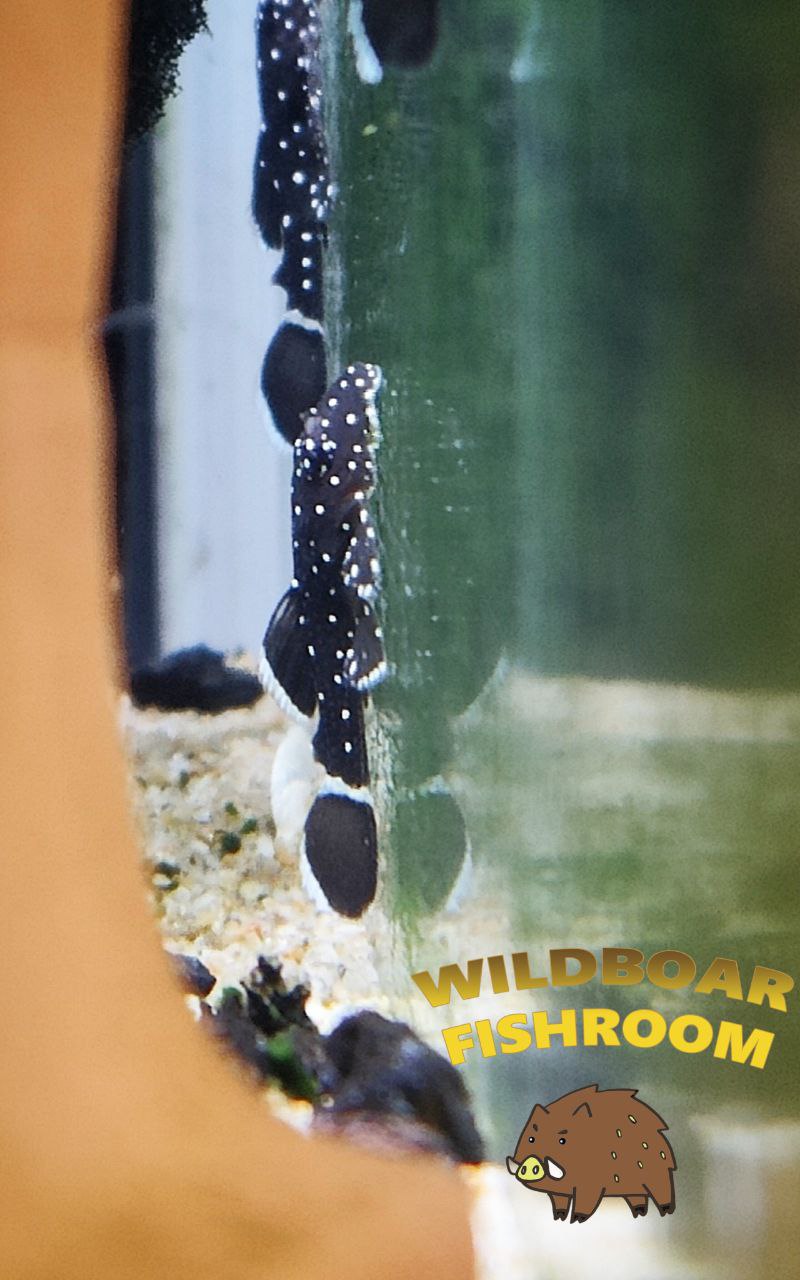 L183 pleco (starlight)