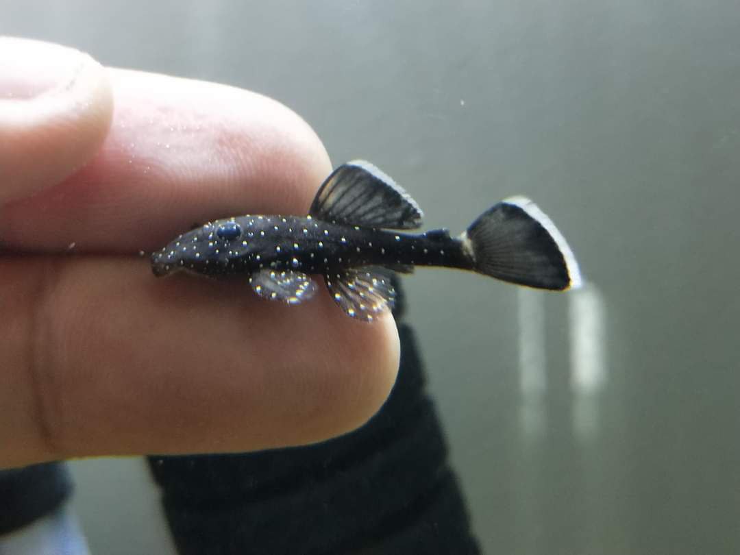 L183 pleco (starlight)