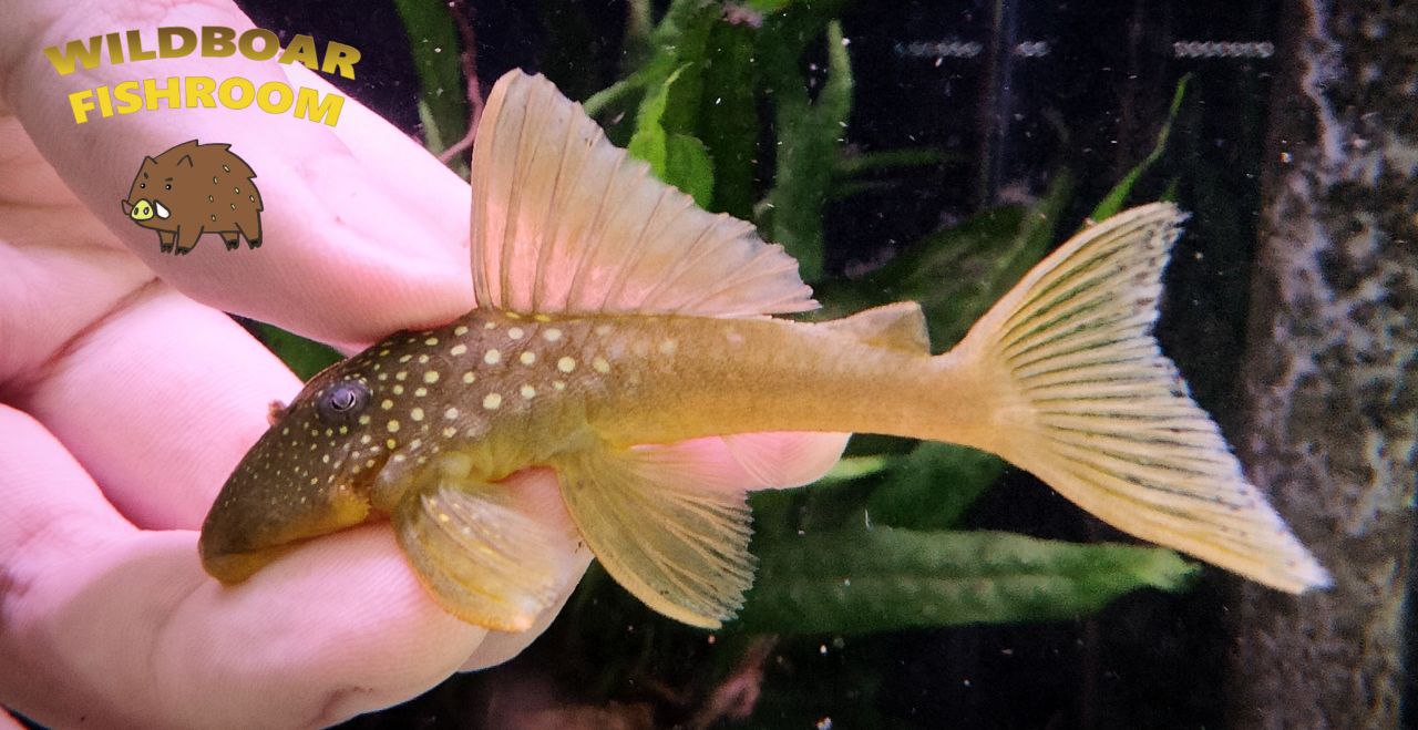 L200 Pleco
