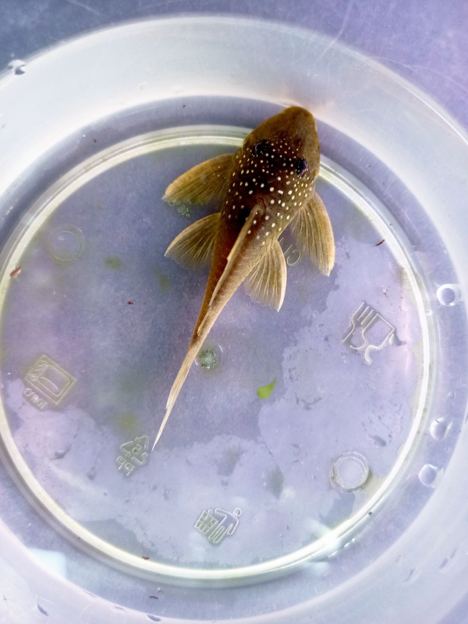 L200 Pleco