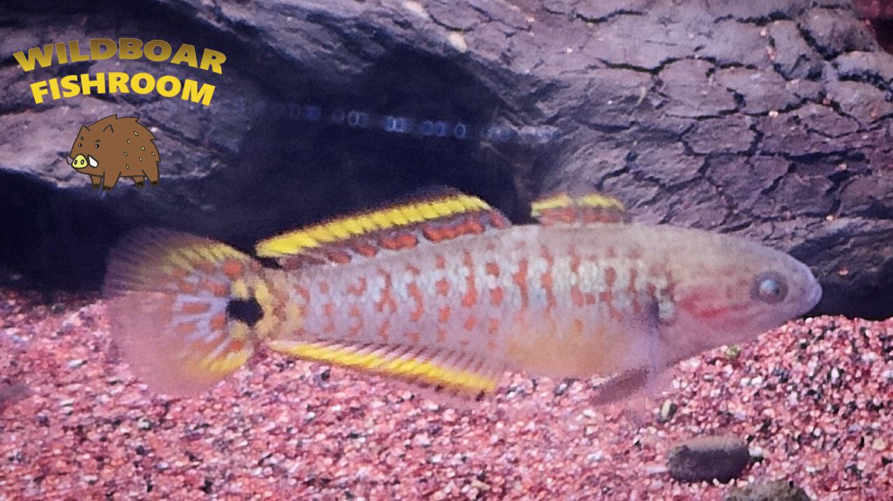 peacock gudgeon trio x 1 (1 M 2 F)