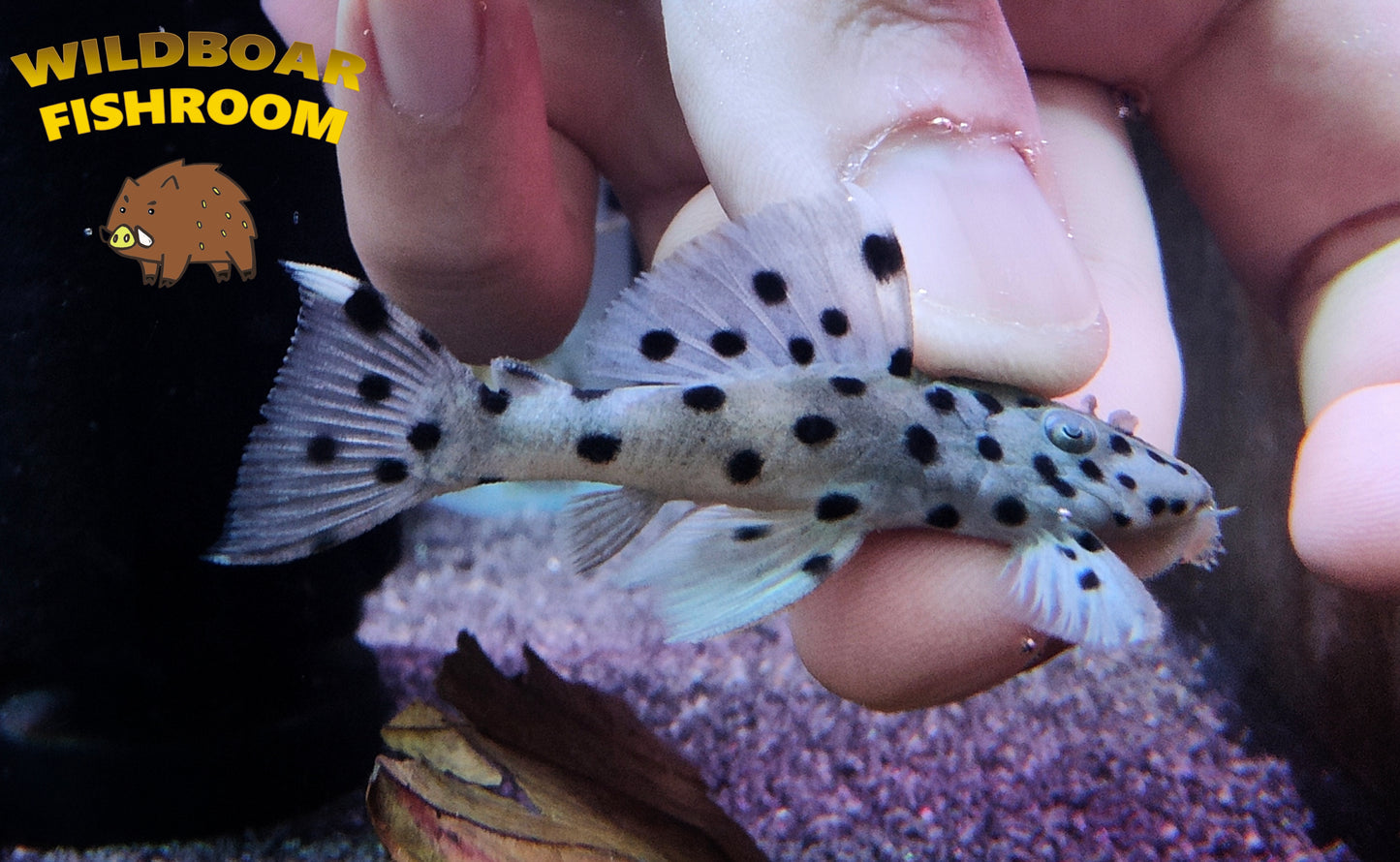 L264 (Sultan pleco)