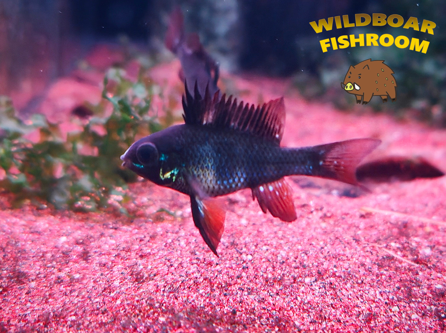 Black ram
