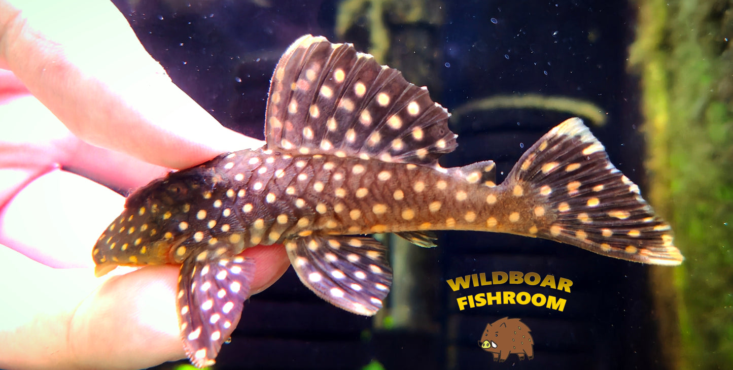 L177 pleco