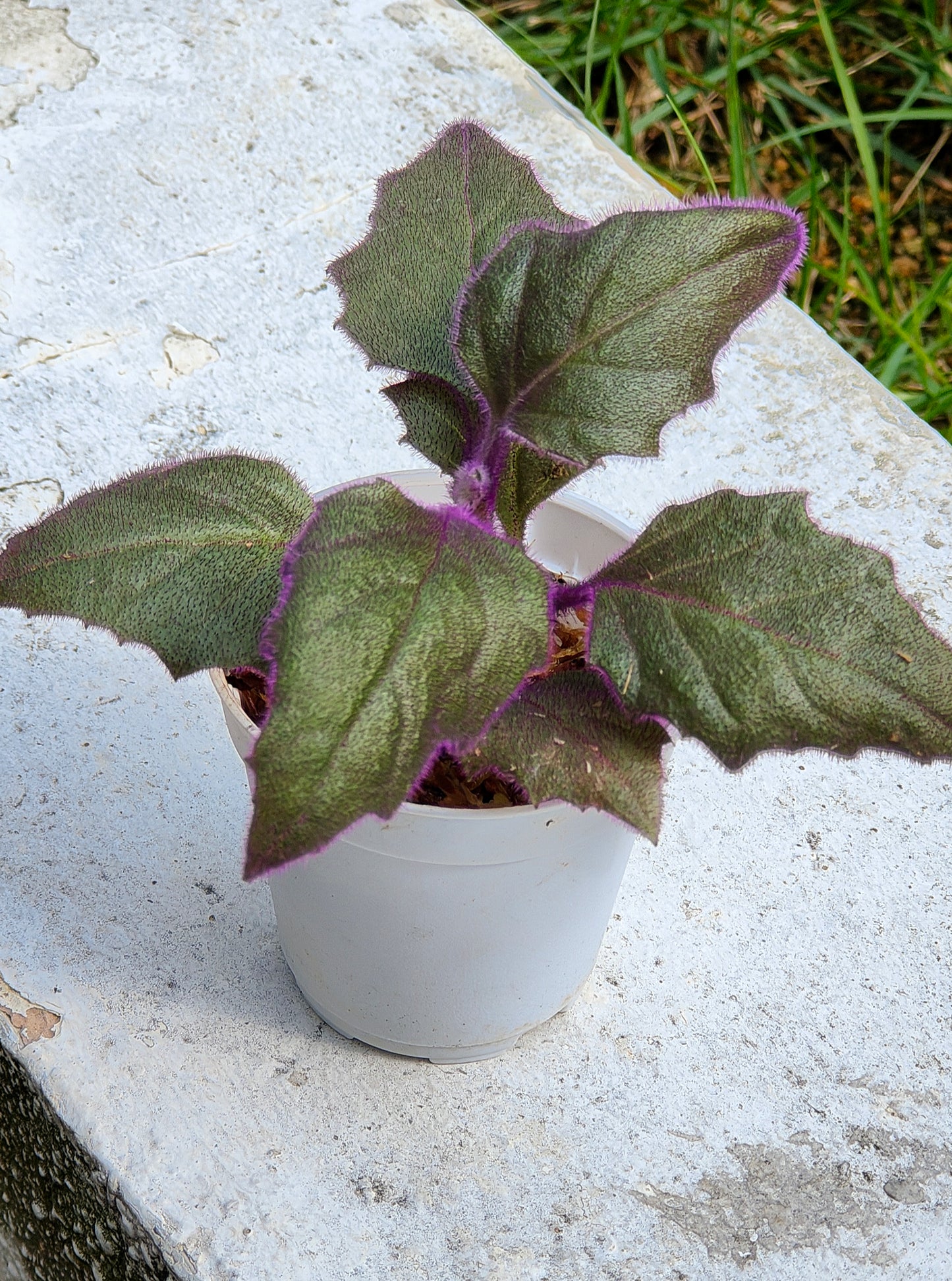 Purple passion (Gynura aurantiaca)