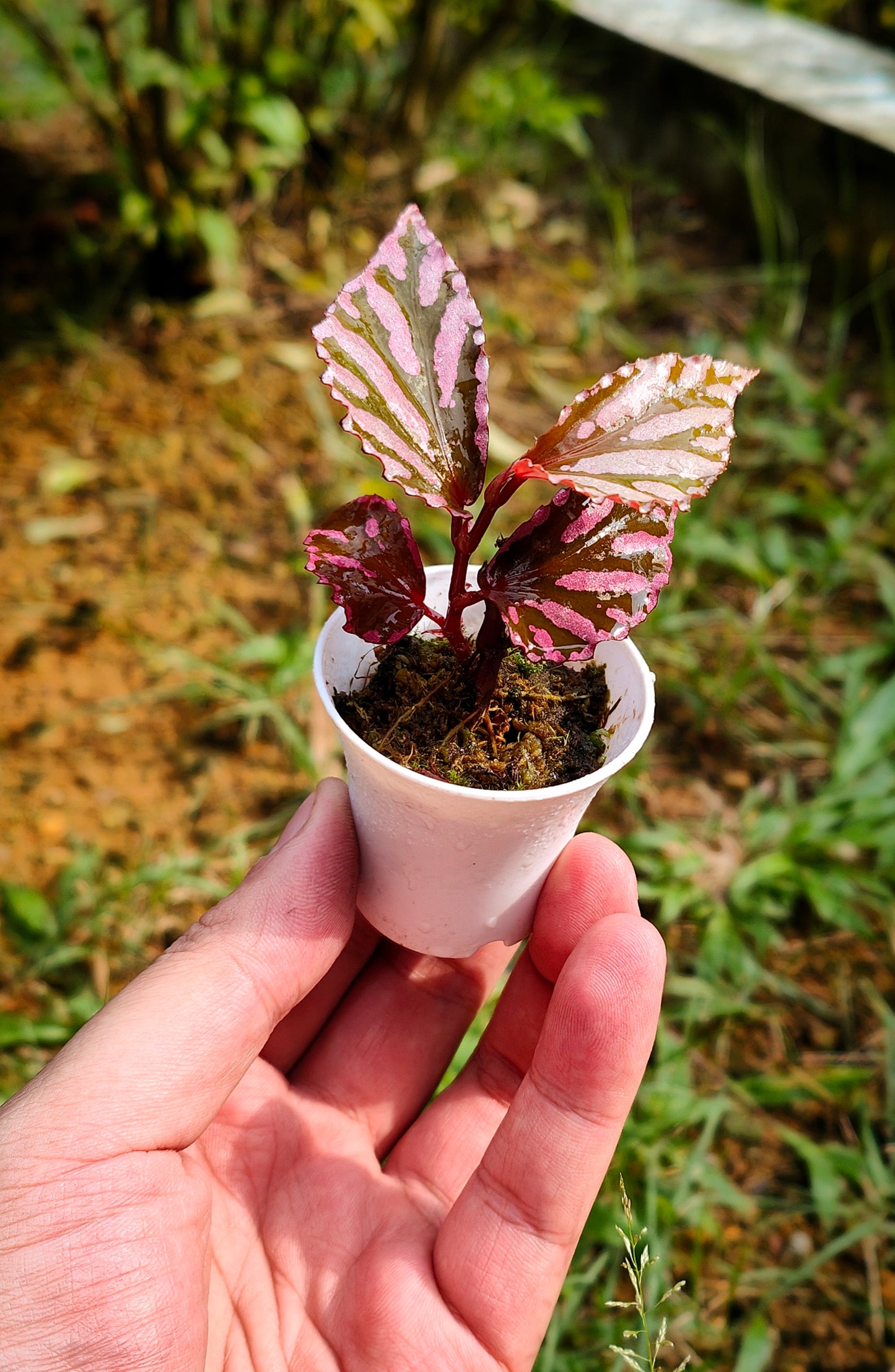 Begonia sp " julau "