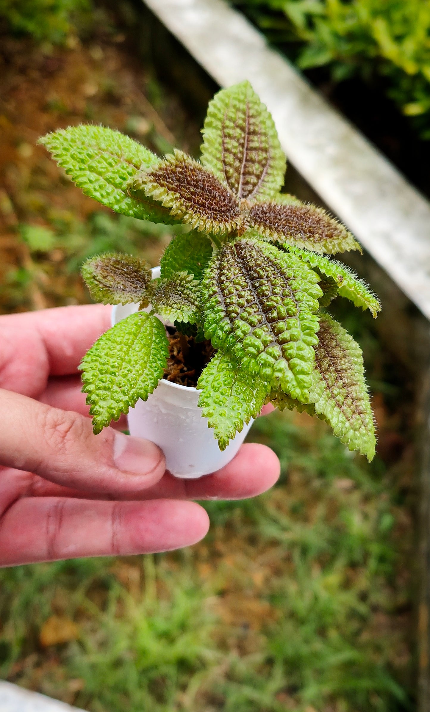 Pilea mollis (moon valley)