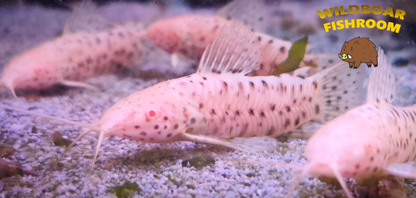 Albino hoplo catfish