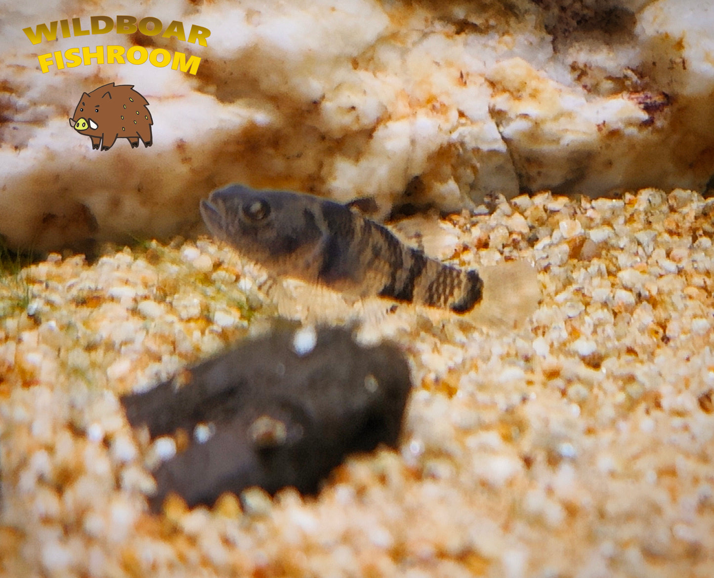 Freshwater bumblebee goby 
(Brachygobius xanthomelas)