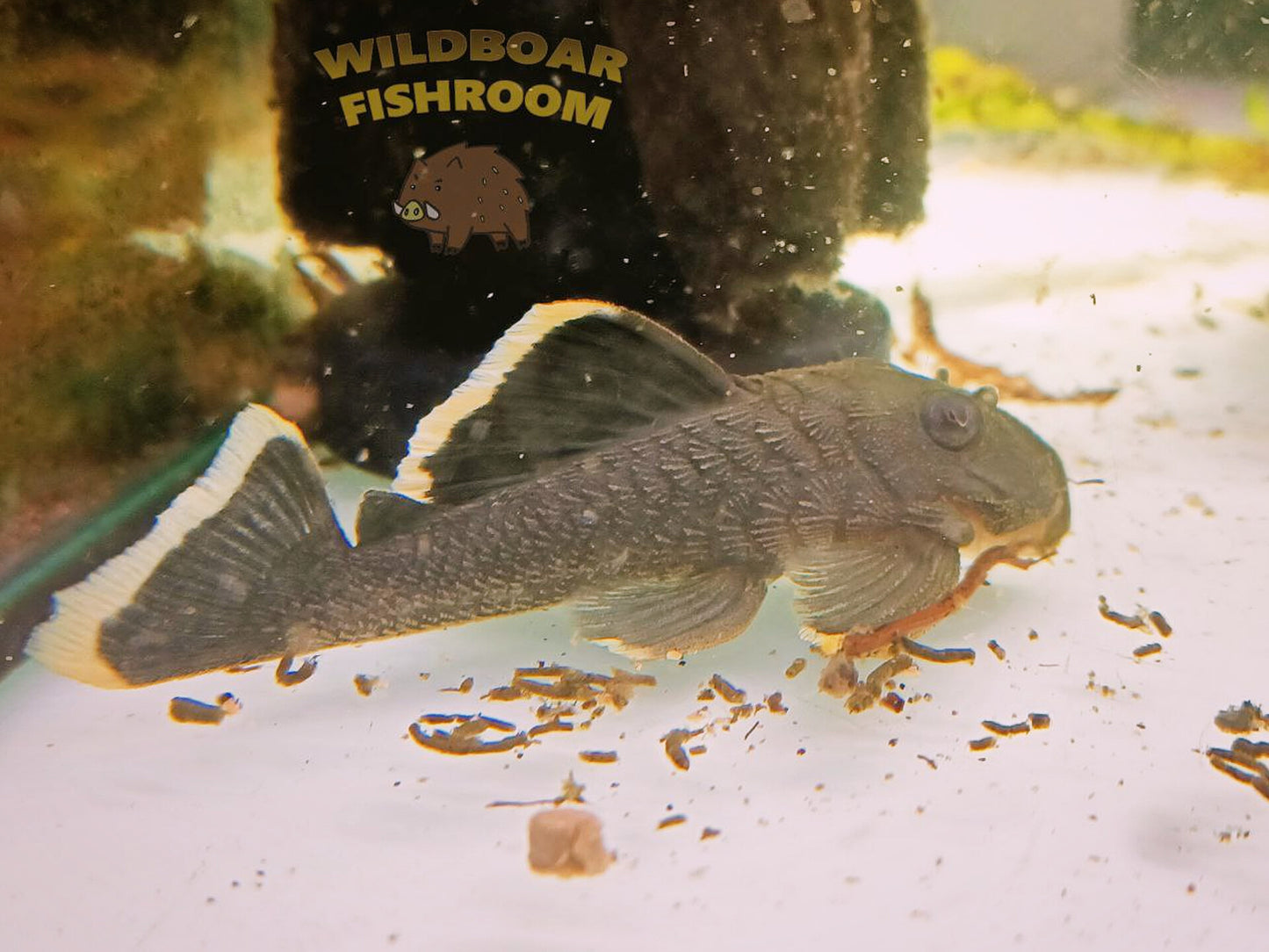 L47 mango pleco
