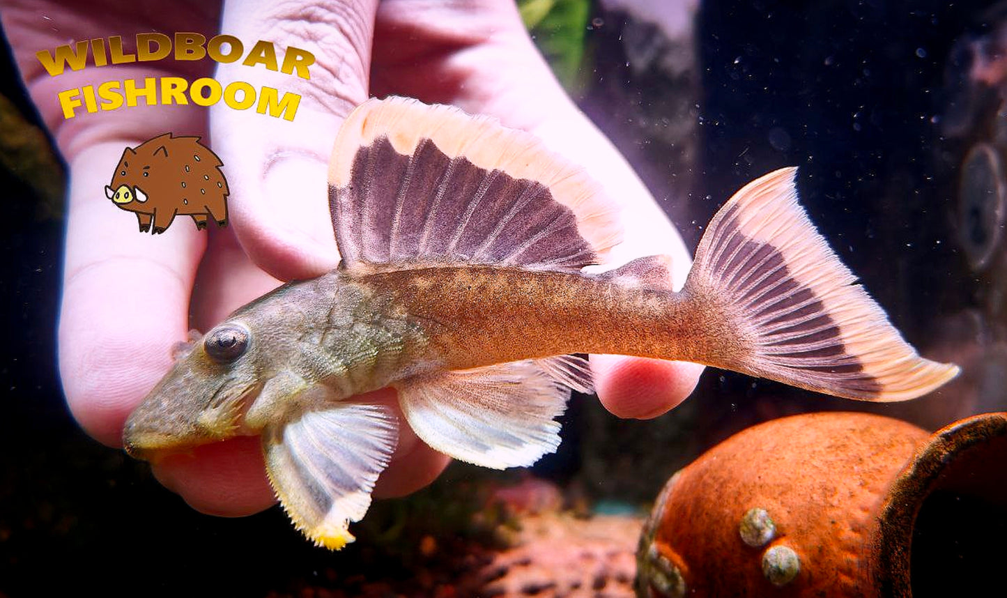 L47 mango pleco