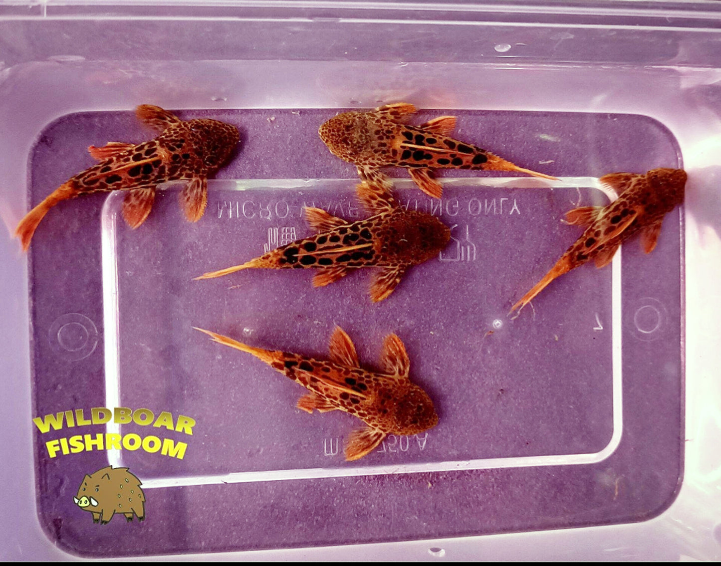 L600 pleco