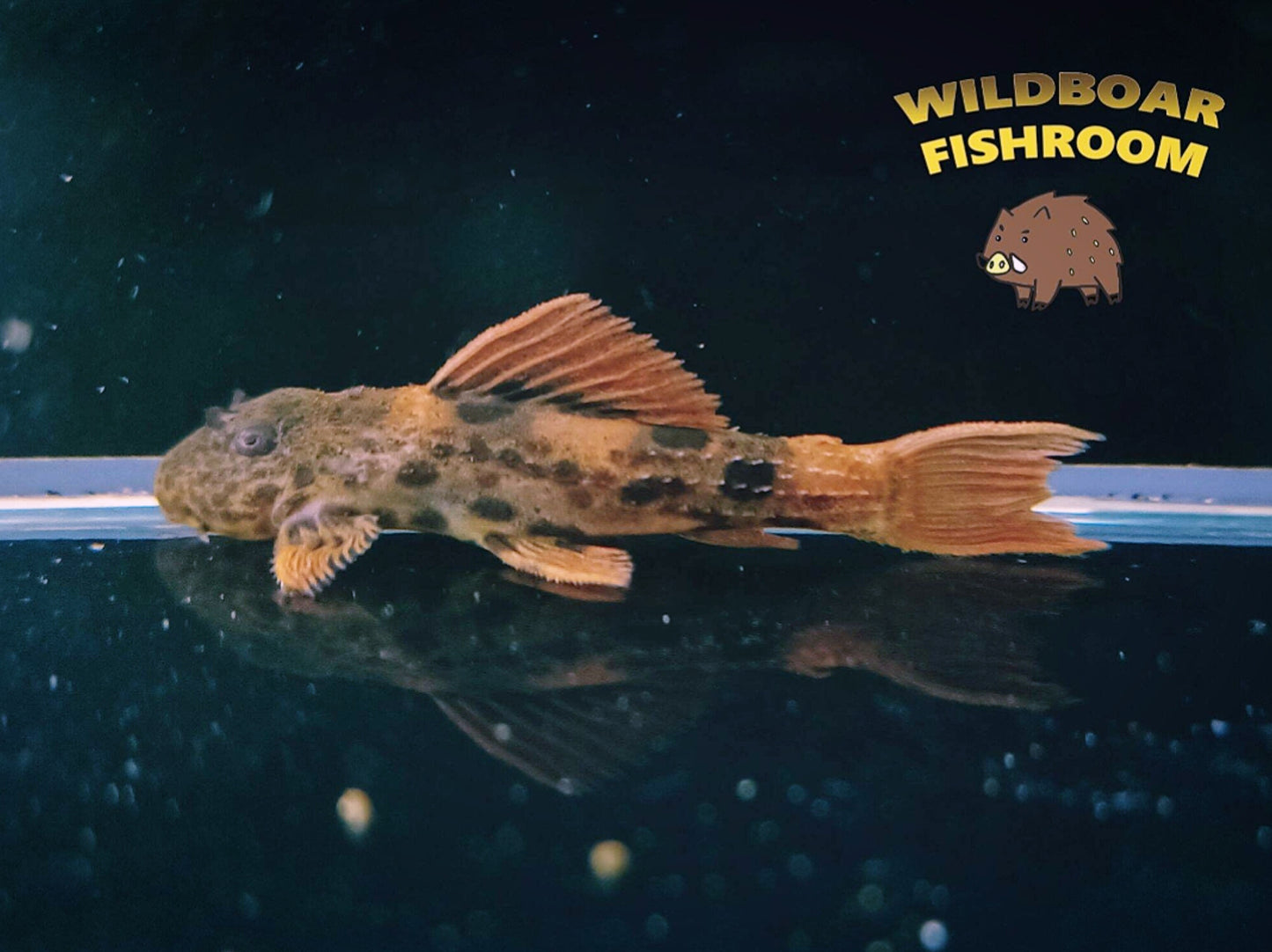 L600 pleco