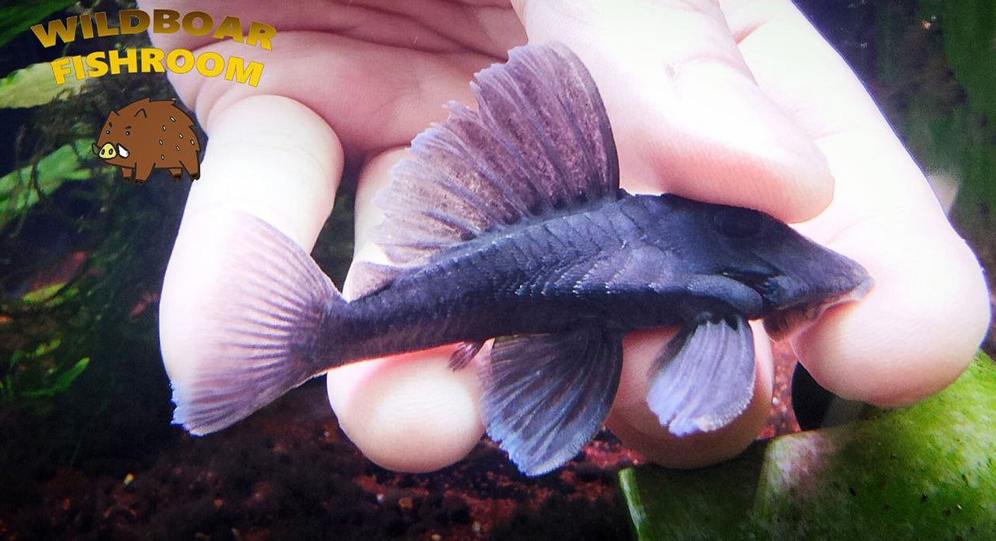 L239 pleco