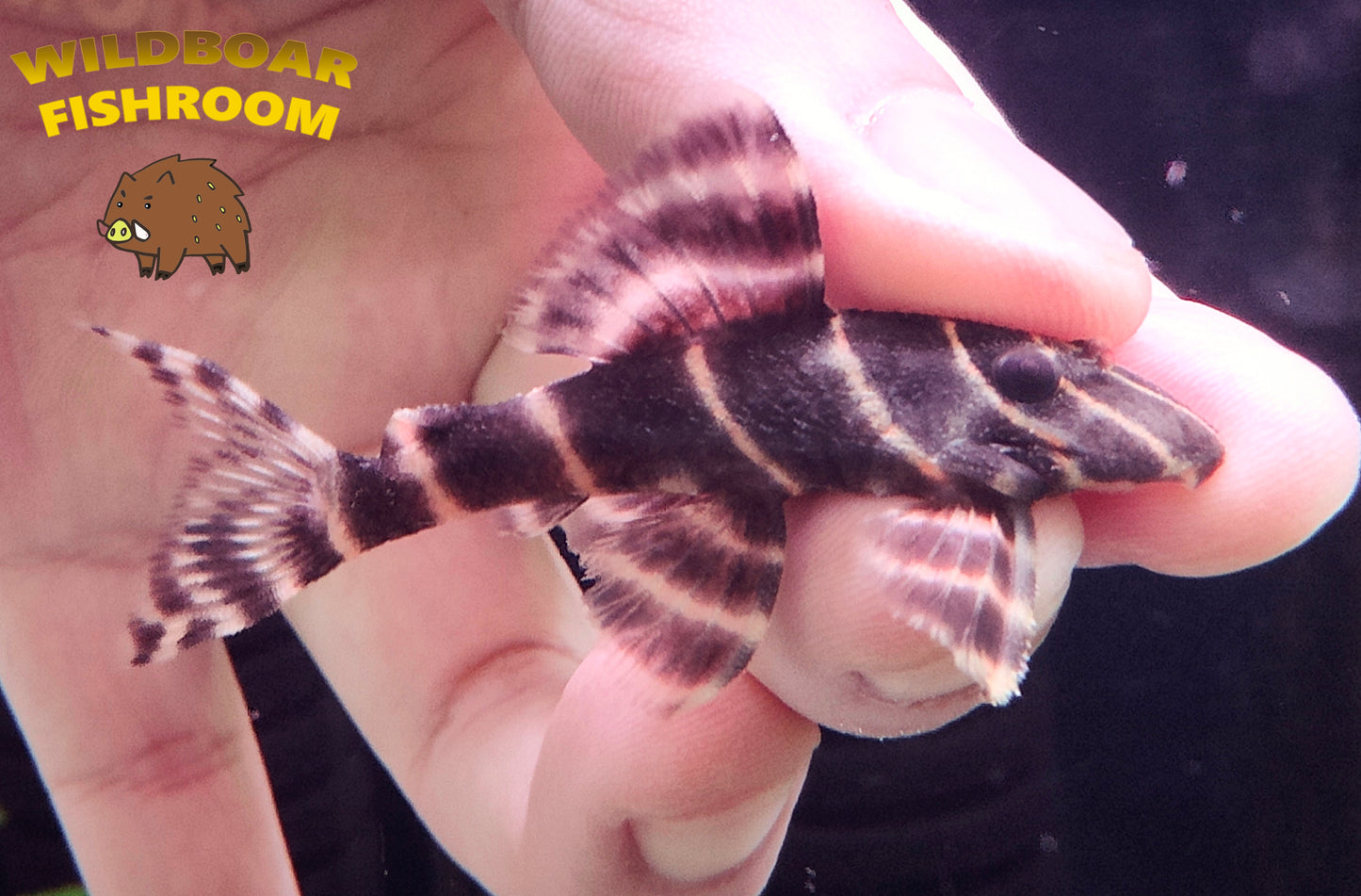 L204 (Flash Pleco)