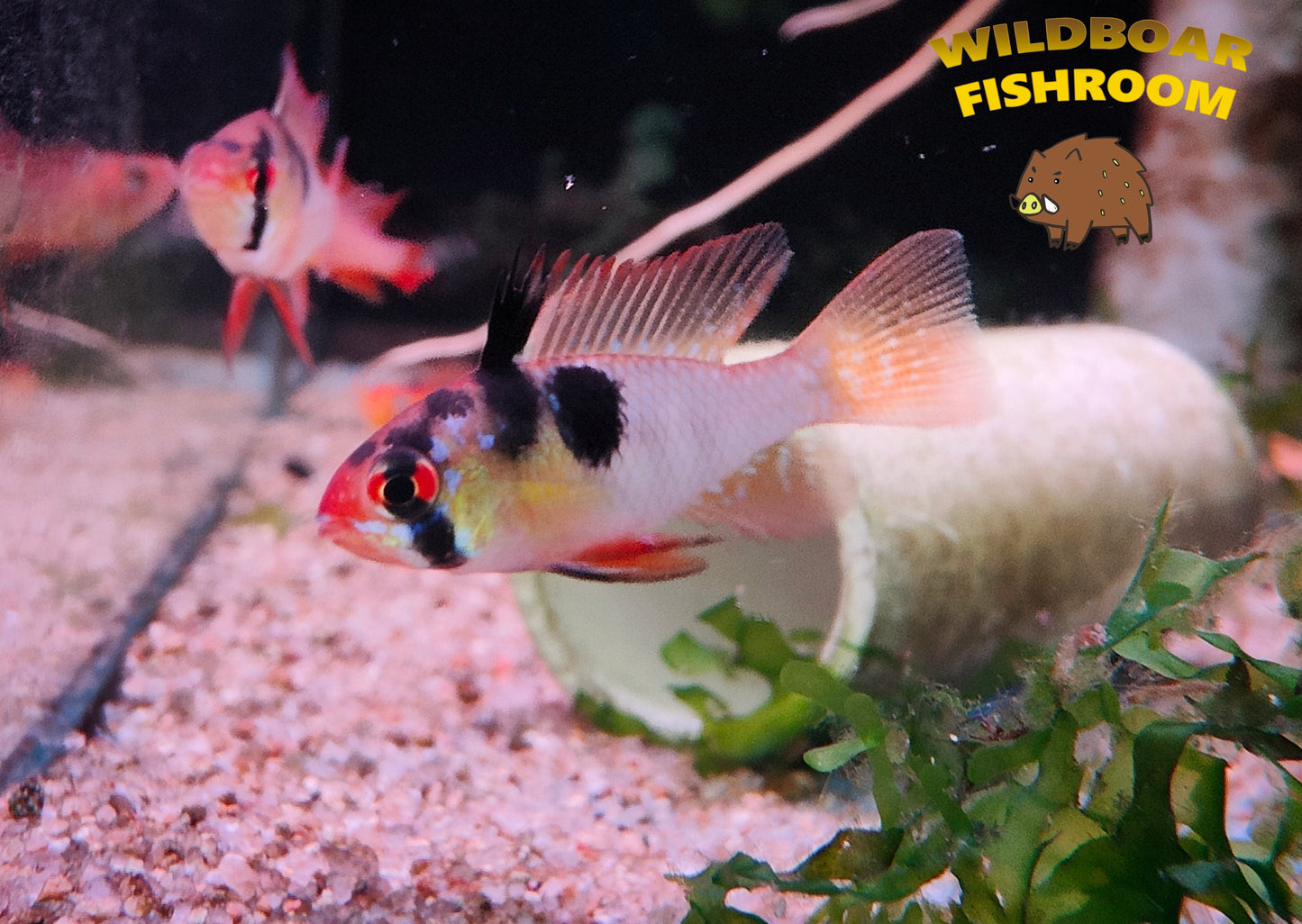 German blue ram