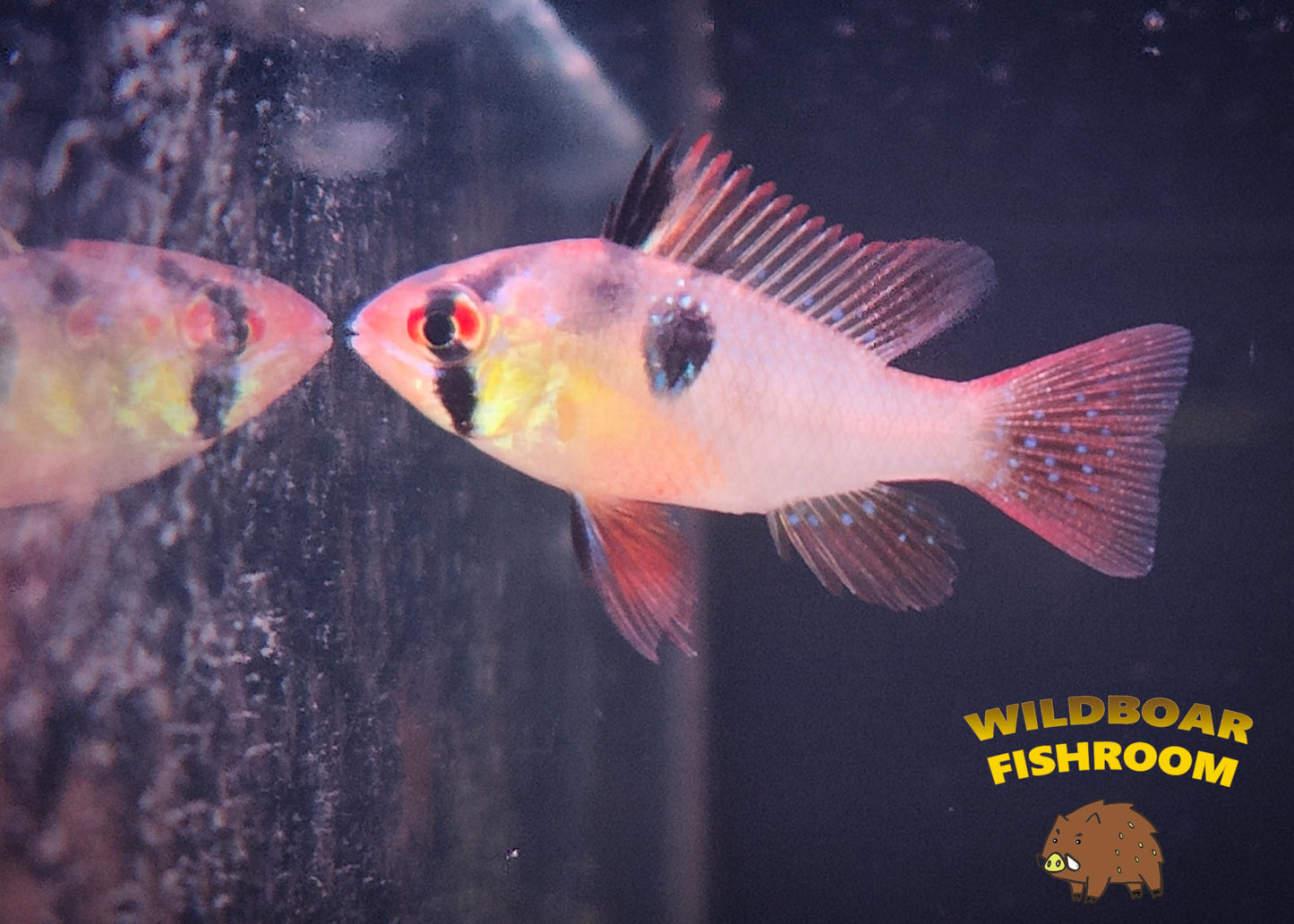 German blue ram