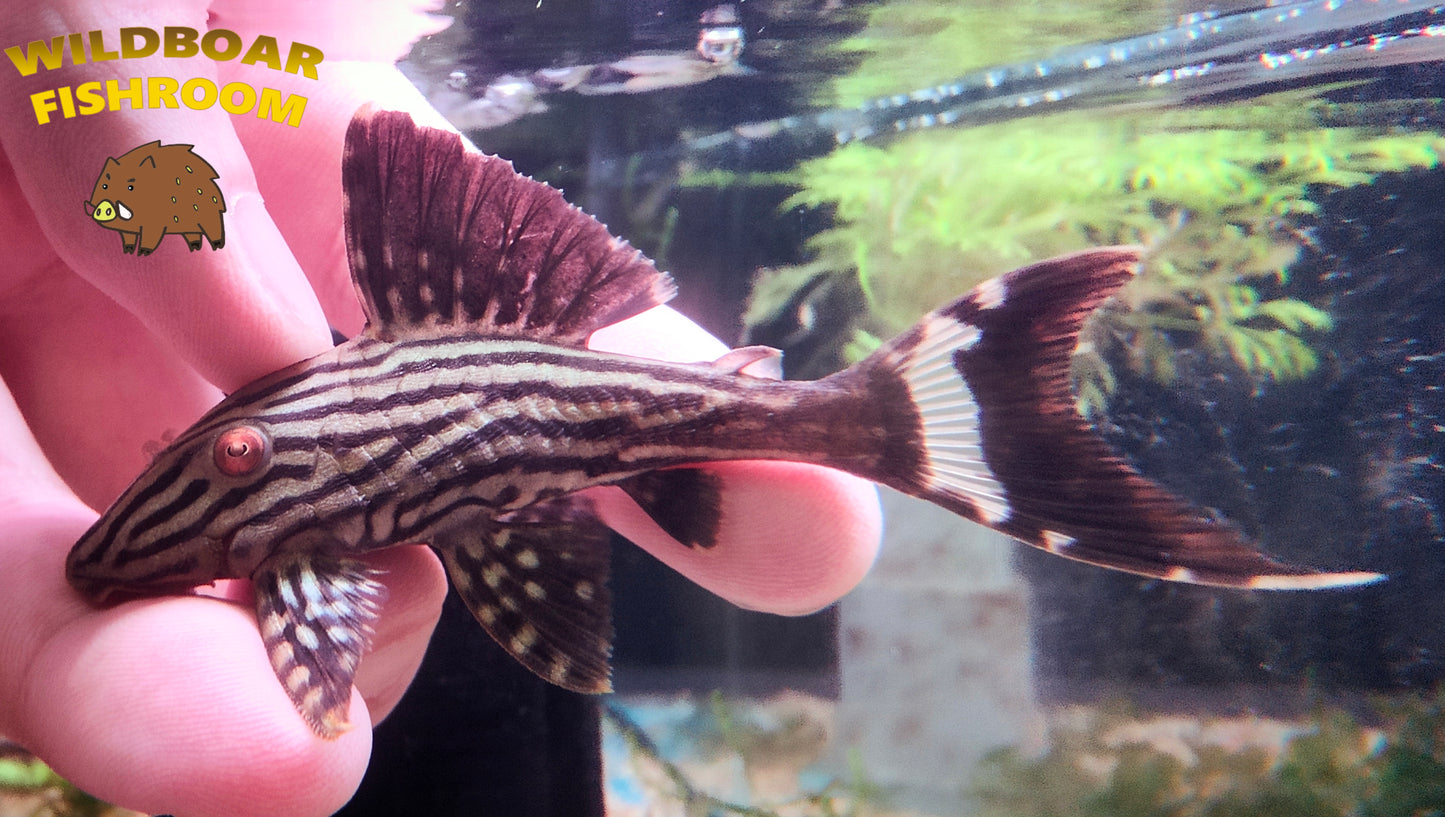 L190 pleco