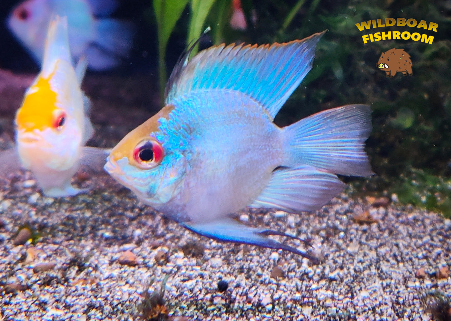 Electric blue balloon ram